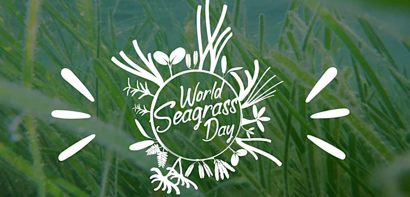 1st March 2024 World Seagrass Day HD Photos